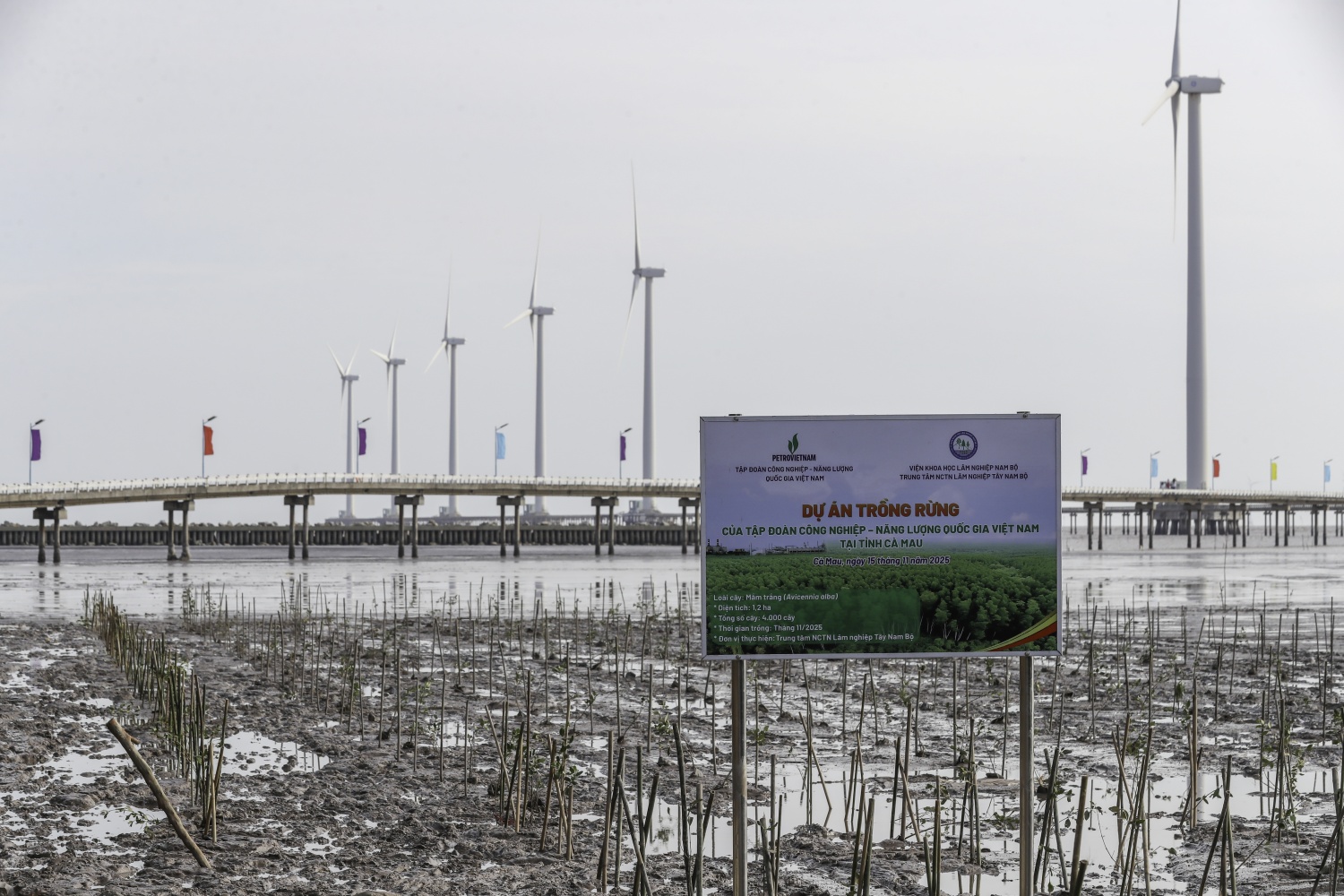 “Triệu bước chân - Ươm mầm bền vững”: Petrovietnam trồng 4.000 cây phục hồi rừng ngập mặn tại Cà Mau